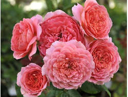 Амандин Шанель (Amandine Chanel), шраб. Massad