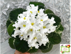 ЛИС-Поиграй Снежинками (Л. Сергеева) 2024 г.