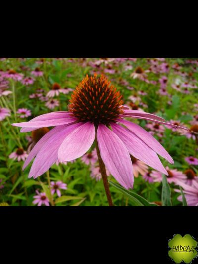 Эхинацея пурпурная (лекарственная) (саженец 1 года)