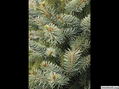 Ель сербская Бранс