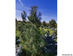 Сосна Фастигиата - Fastigiata