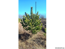 Сосна крымская черная Pínus Pallasiana - фото летом - красовский-сад.рф