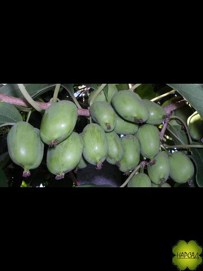Актинидия коломикта "ЛЕНИНГРАДСКАЯ КРУПНОПЛОДНАЯ" (САМАЯ ВКУСНАЯ И КРУПНАЯ, саженец 2 годА)