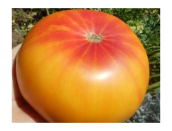 Томат Хейзел мей (Hazel mae)