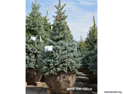 Ель Супер Блю Сидлинг - Super Blue Seedling