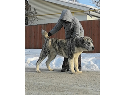 Кобель 5. МАУРЕЙ ШЕРХАН. ПРОДАЖА