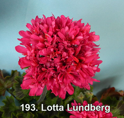 Пеларгония Lotta Lundberg
