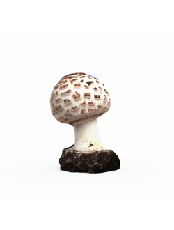 грибы Гриб мухомор 3