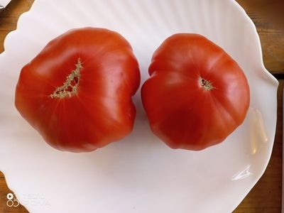 Томат Ярсон 22 (Jarson 22) Польша