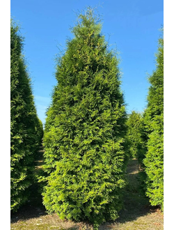 Туя западная Brabant