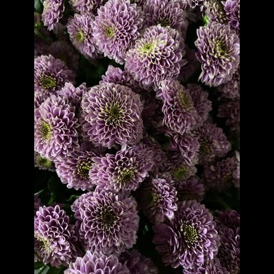 Сантини 25 шт