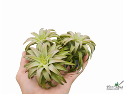Тилландсия ionantha var vanhyningii Jumbo size