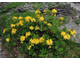 Азалия / Рододендрон желтый (Rhododendron luteum) абсолю (1 г)