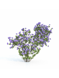 кусты Азалия японская 2