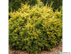 Тис Ягодный - Baccata