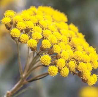 Гидролат Бессмертник (Helichrysum arenarium) цветы 100 мл