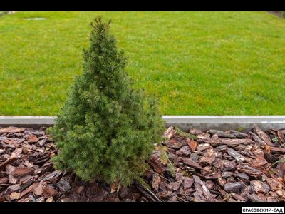 Ель канадская Коника - Conica