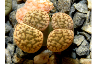 Lithops hookeri v. susannae C091
 