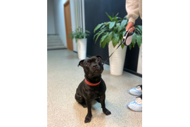 Вакцинация и чипирование