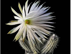 Setiechinopsis mirabilis VG-346a - 10 семян