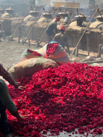 Таруни, Красная роза (Rosa indica) - 100% натуральное эфирное масло