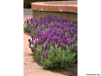 Лаванда Виктори - Victory