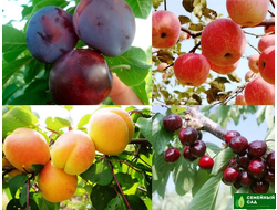 КОМПЛЕКТЫ  САЖЕНЦЕВ