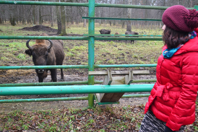 Экскурсия "В гости к зубрам"