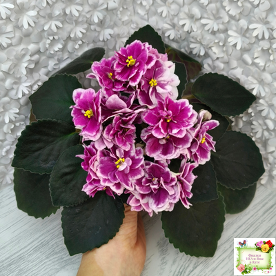 АВ-Последняя Любовь Самурая (Фиалковод) 2021 г.