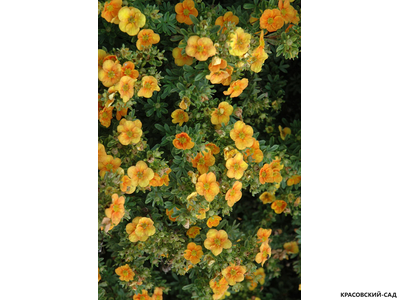 Лапчатка кустарниковая Манго Танго