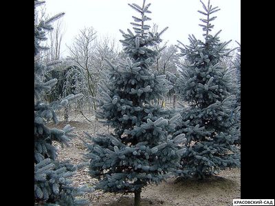 Ель Костер - фото на участке - красовский-сад.рф