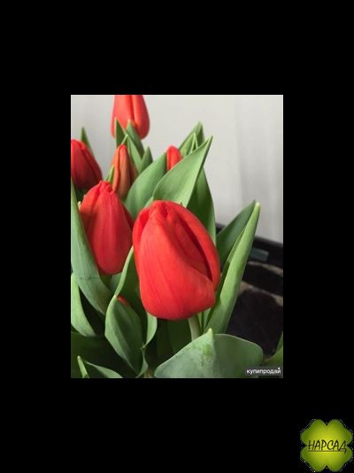 ТЮЛЬПАН триумф "ГОЛЛАНДИЯ" (1шт)