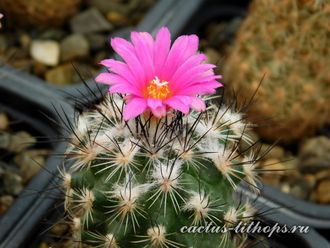 Gymnocactus viereckii L 1159 - 5 семян