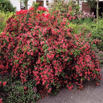 Вейгела Бристол Руби (Weigela Bristol Ruby)
