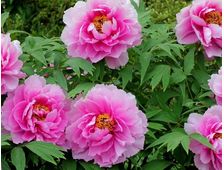 Пион ИТО FIRST ARRIVAL, ОКС, 3-5 почек