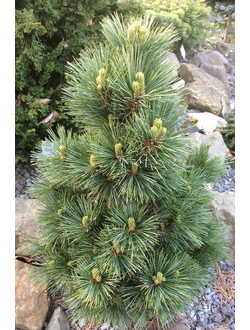 Сосна румелийская