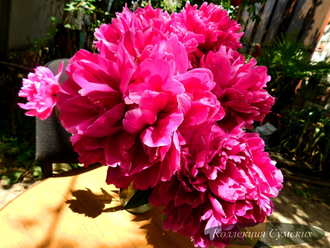 Пион Antey (Антей)