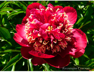 Пион Акрон (Paeonia Akron) купить в Москве по низкой цене из питомника, доставка