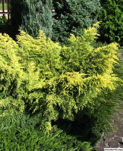Можжевельник Кинг оф Спринг - King of Spring
