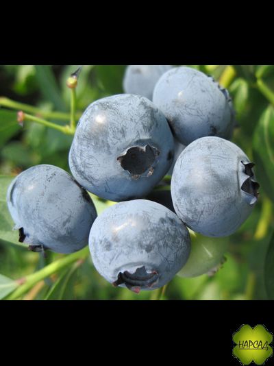 ГОЛУБИКА "СПАРТАН" (среднеспелая, высокорослая)