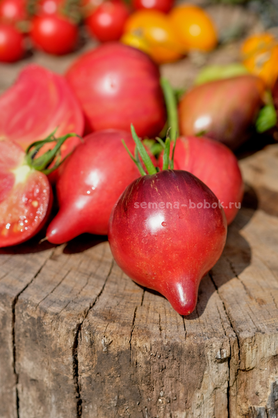 Томат Огненная Комета Софии, 10 шт