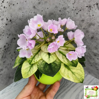 Н-Принцесса на Горошине (Н. Бердникова) 2014 г.