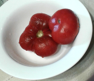 Семена томата Смех Кукабарры Гном