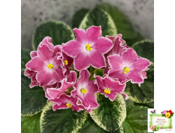 НД-Наталка-Полтавка (Н. Данилова-Суворова) 2018 г.