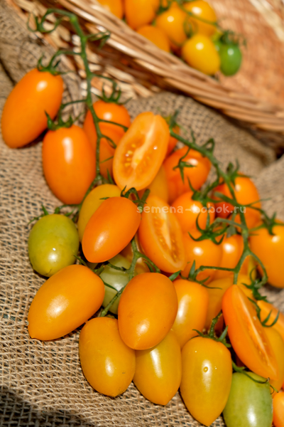 Томат Märchengold (Сказочное Золото), 10 шт