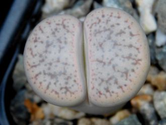 Lithops pseudotruncatella ssp.archerae С306 f (MG) - 10 семян