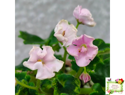 LV-Прелесть (Л. Шевелева) сеянец (стартер)