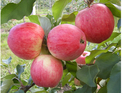 Яблоня Мелба (ОКС)