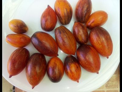 Томат Гном бой с тенью (Dwarf Shadow Boxing, США)