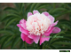 Paeonia Cora Stubbs (Кора Стаббс)